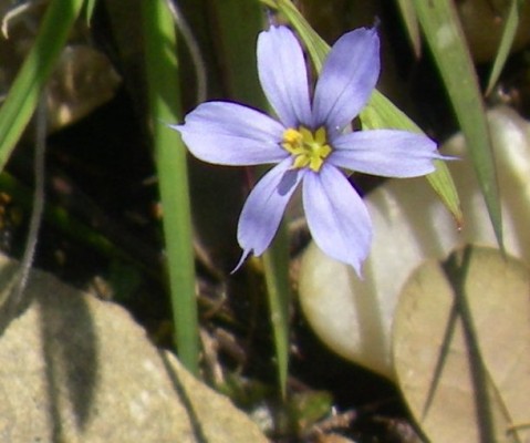 Narrowleaf Blue-eyed Grass